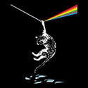 Dark Side of the Cat