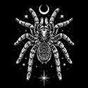 Nocturnal Tarantula